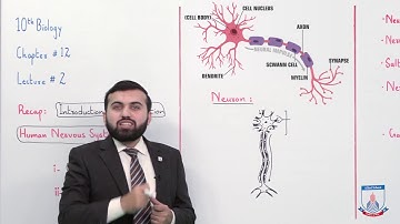 Class 10 - Biology - Chapter 12 - Lecture 2 Human Nervous System - Allied Schools