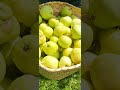   صحة التفاح ربعون