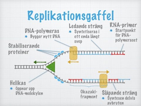 Video: Vad bildas två replikeringsgafflar?