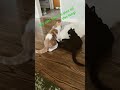 My cats gotta play all day!( don’t worry there not fighting !)