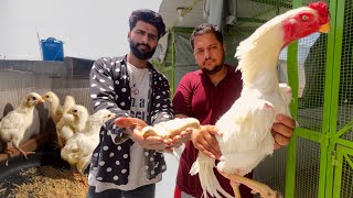 Shan bhai Apne chicks Le Gaye, Start New White Shamo Farming At Home, Aseel murgaHsn Entertainment