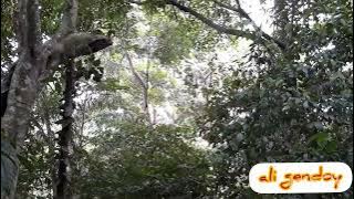 survey spot hunting, burung peregam/KADANCA dan punai