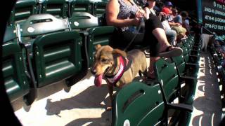 Bark in Park Citi Field September 2011
