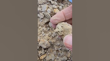 #fossil #fossilhunter #fossilhunting #rockhound #beforeandafter