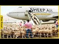 How are 30 million sheep cared for transported and processed farming documentary