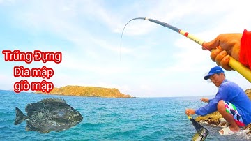 Câu Cá Biển, Câu Cá Biển Tự Nhiên, Câu Ghềnh :  Cá Dìa, Cá Giò Mập Trũng Đựng