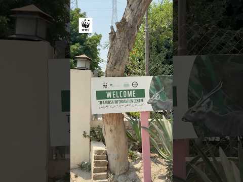 Exploring the Taunsa Information Centre | WWF-Pakistan | Endangered Species Day