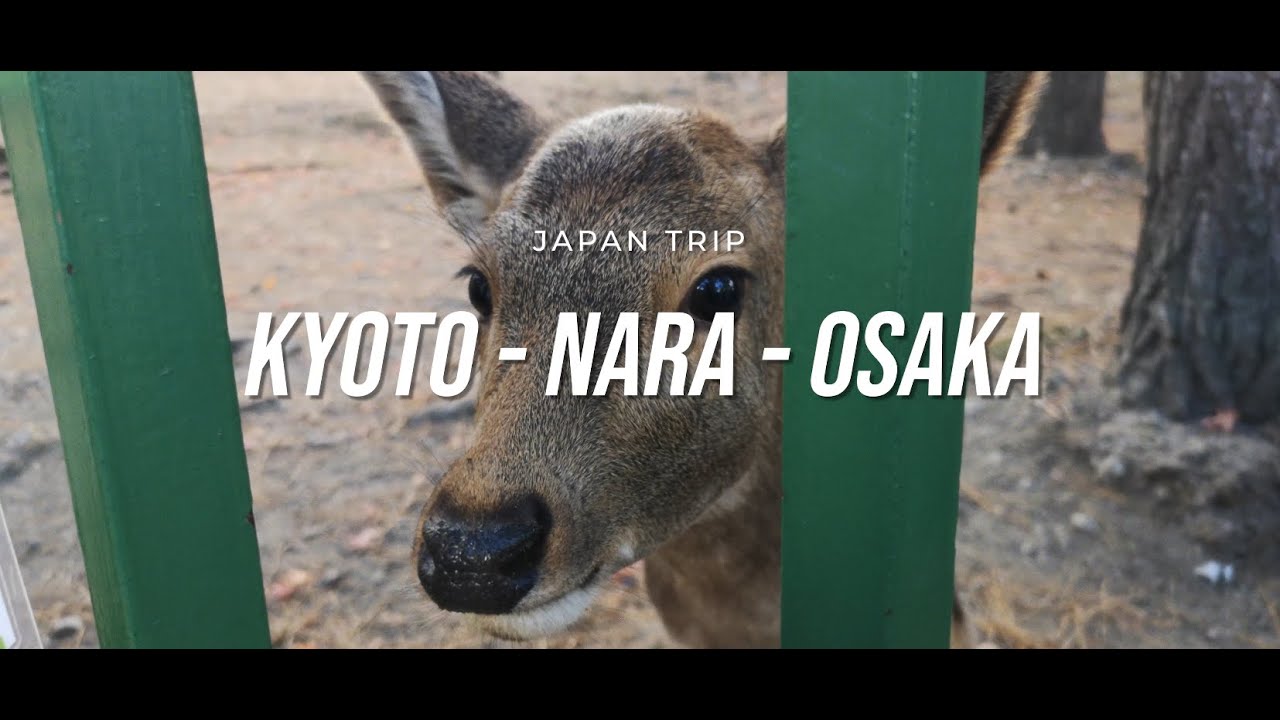 Visiting Japan for the Holiday of 2024 (KYOTO - NARA - OSAKA)