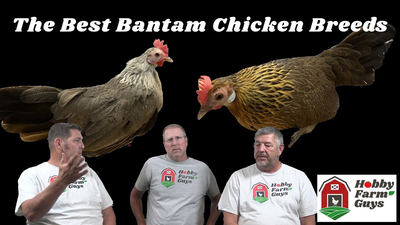 Лучшие породы кур-бентамок — ДОПОЛНИТЕЛЬНО: кормушки и поилки для цыплят