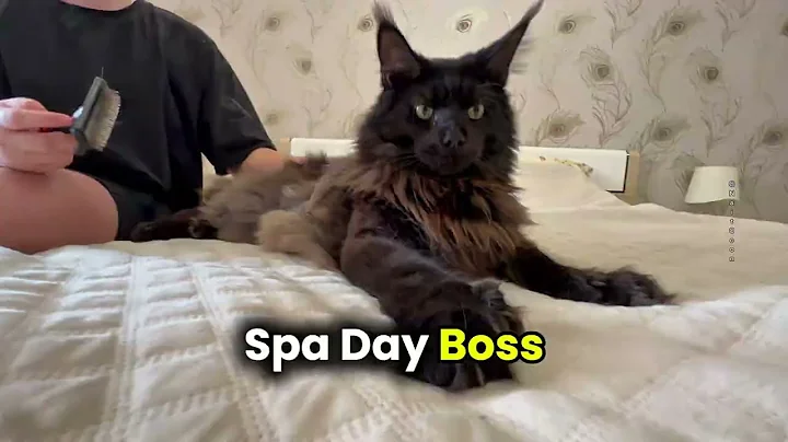 Video 10576261: maine coon grooming, maine coon brushing, maine coon enjoying, gentle purrs, cat