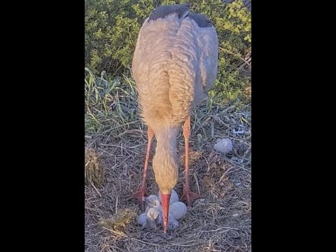 Video: Kā Padarīt Stārķi Ar Savām Rokām