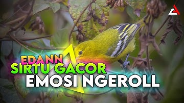 Sirtu / Cipoh Gacor Bikin Emosi Lawan