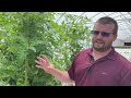 Hydroponic Tomato blossom end rot, planting strawberry grow bags & discussion with Nathan CropKing.