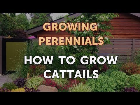 How to Grow Cattails