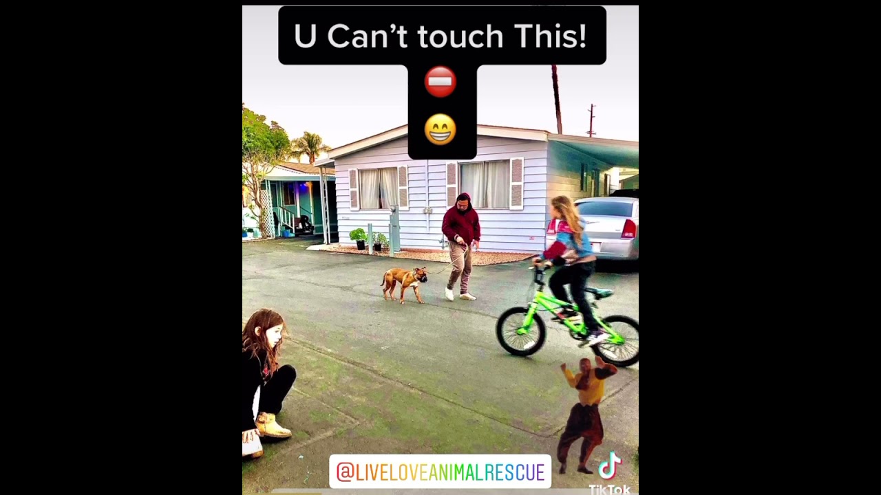 Some more...Dogs and Bikes!