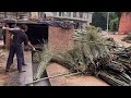 Inside The Industrial Flood Watching Ultimate Shredder Shave Whole Bamboo Mountains