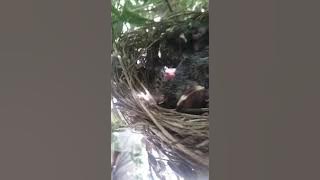 #26 Very Satisfying bulbul kids ASMR Oddly Satisfying video