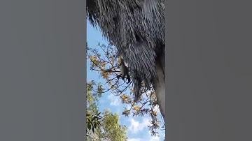 Python Struggles to Yank Heavy Possum Into Suburban Backyard Tree