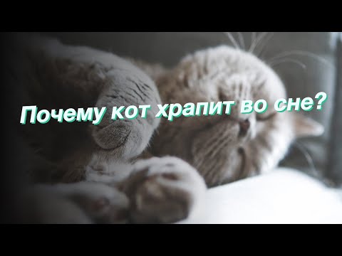 Почему кот храпит во сне?