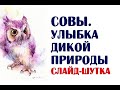 Совы. Юмор дикой природы | Слайд-шутка