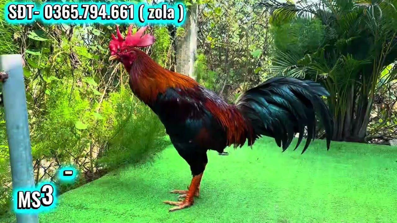 4/3 #top3 em điều trạng lớn full chế độ #xuhung #ganoi #thinhhanhyoutube 