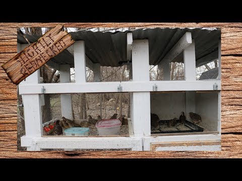 كم عدد طيور السمان التي يمكنك وضعها في قفصك تحديث SR Quail 3 5 2018 