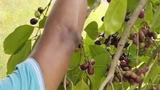 jamun fruit ?paka hua ??