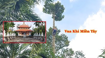 Vua Khỉ Miền Tây cưa cây Dầu lớn ở Chùa Liên Trì cổ tự. Cutting giant tree.