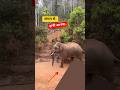 Elephant 🐘 #elephants #wildlife #video #nature #trending #viral  #shorts #video