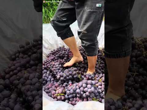 Wine তৈরির জঘন্য পদ্ধতি 🤢 || Mr. Sujay #mrsujay #facts