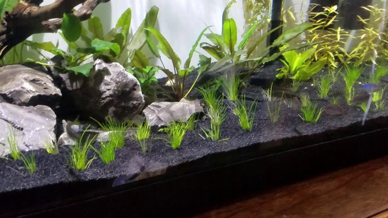 fluval 45g co2 kit