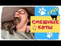 СМЕШНЫЕ КОТЫ 😂 Приколы с Котами 🐈 и Кошками 😼 Funny Cats #755