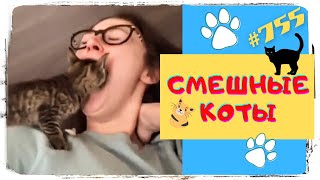 Смешные Коты 😂 Приколы С Котами 🐈 И Кошками 😼 Funny Cats #755