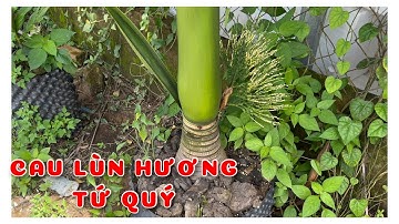Cây Cau lùn hương tứ quý | 0386569374 - Ngọc Ngân Bến Tre | Chuyên cây độc lạ