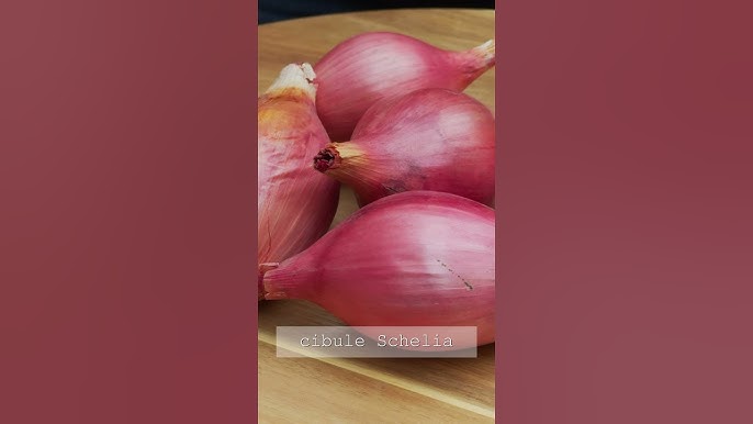 Postrik Cibule