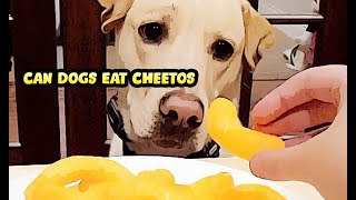 Are Cheetos Bad for Dogs & Puppies to Have?