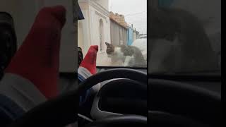 Решил напугать кошку, но разбил стекло в машине !!! прикол. угар. Решил напугать кошку, но разбил стекло в машине !!! прикол. угар.