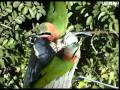 Sound of White-fronted Bee-eater.wmv