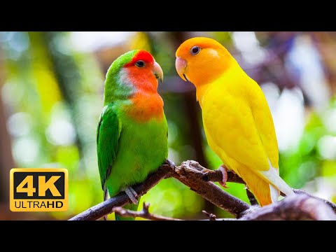 The Greatest BIRDS COLLECTION Relaxing Music And Nature