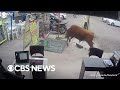 Runaway bull runs amok in peru shop
