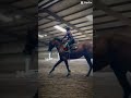 #NEO and #REIGN #hearthorse #horse #equestrian