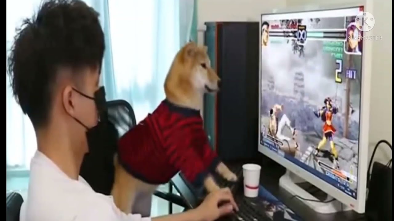 The Funny Dog Play Games In Pc So Funny🤣🤣🤣dogfunny video YouTube