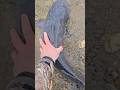 Gigantic Channel Catfish Release! 🐟💦 #shorts #fishing #catfish