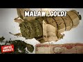 MALAWI GOLD Landrace Review: Africa's Legendary Pure Sativa Strain 🇲🇼
