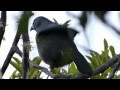 Kokako calling - Tiri tiri Matangi