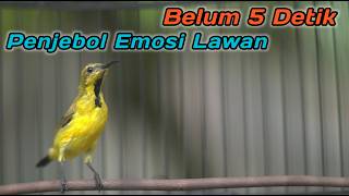 PANCINGAN SOGON BAHAN AGAR CEPAT RESPON BUNYI‼️CUIT CUIT CERR BIKIN SOGONMU LANGSUNG NEMBAK