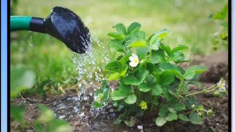 Std 3 EVS Ls  no  8 Our Need for Water