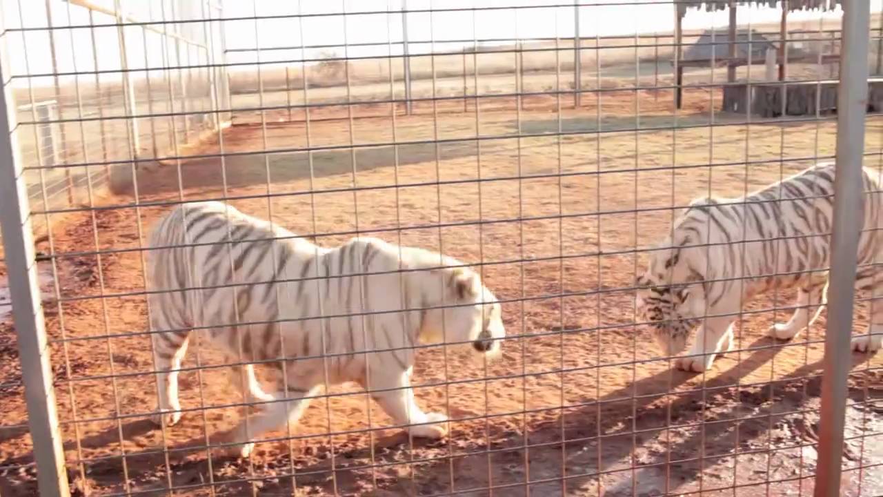 tiger safari ok