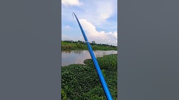 về miền tây câu nhấp ếch tật tuyệt vời # săn bắt long an#