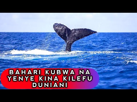 Video: Je, pipistrelle ya mashariki inahama?